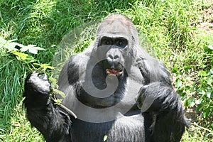 Gorilla photo