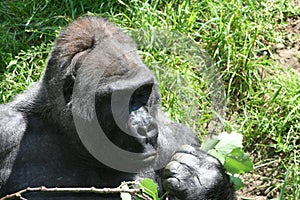 Gorilla