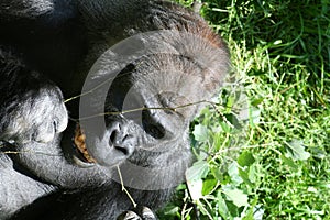 Gorilla photo