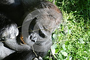 Gorilla