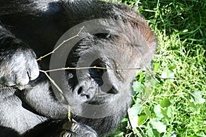 Gorilla photo