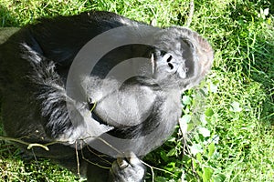 Gorilla