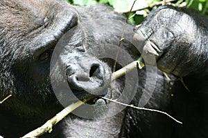 Gorilla photo