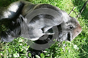 Gorilla photo