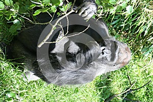 Gorilla