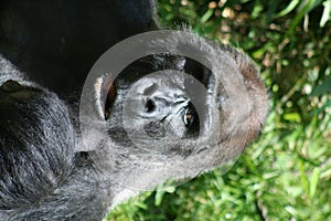 Gorilla photo