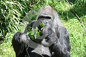 Gorilla