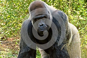 Gorilla on all fours