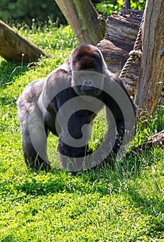 Gorilla alpha male