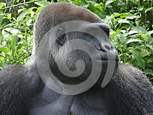 Gorilla photo