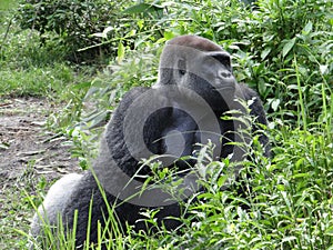 Gorilla