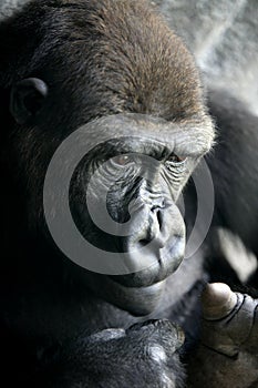 Gorilla ape close up portrait