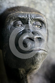 Gorilla ape close up portrait