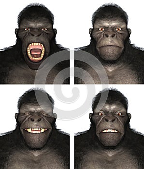 Gorilla Ape Face Expression Emotion Illustration Isolated