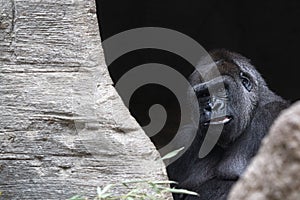 Gorilla ape monkey close up portrait