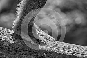 Gorilla ape monkey close up portrait