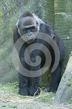 Gorilla ape monkey close up portrait