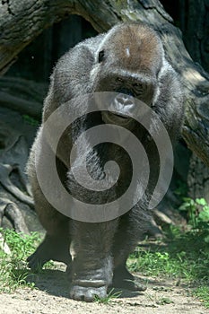 Gorilla ape monkey close up portrait