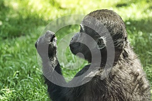 Gorilla baby is exploring blade of grass