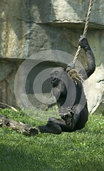 Gorilla Baby Having Fun