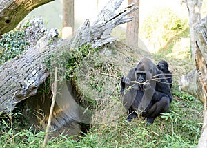 Gorilla with Baby at Jersey wildlife preservation trust