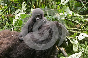 Gorila dítě na matky hora deštný prales 