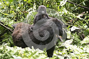 Gorilla Baby on mother's back, Uganda