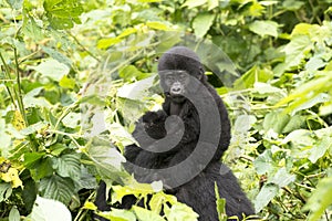 Gorilla baby on mother's back in the wild of mountain rainforest Uganda