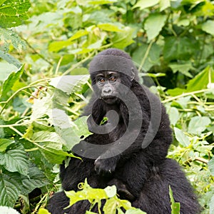 Gorilla Baby on mum`s back in mountain rainforest of Bwindi Impenetrable Forest Nationalpark, Uganda