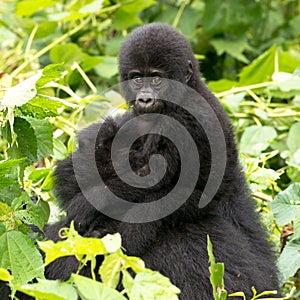 Gorilla Baby on mum`s back in mountain rainforest of Bwindi Impenetrable Forest Nationalpark, Uganda