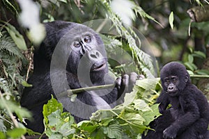 Gorilla mother and baby in the wilderness of mountain rainforest Uganda photo