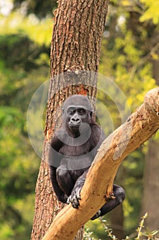 Gorilla baby in tree