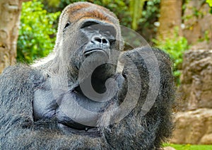 Gorilla betrachtet seine Finger photo