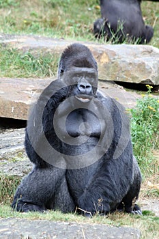 Gorilla