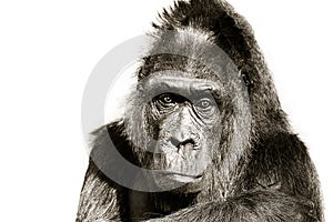 Gorilla black and white portrait. Gorilla staring looking straight into the camera lens head portrait isolated on white background