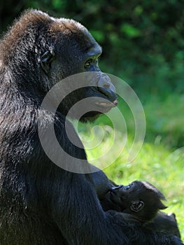 Gorilla breast feeding her baby