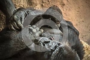 Gorilla breastfeeding its baby