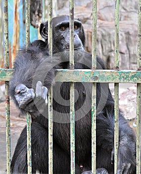 Gorilla in the Cage