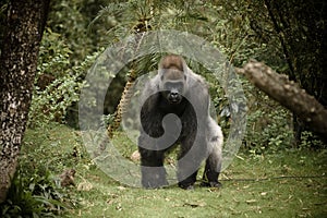 Gorilla Charging Camera