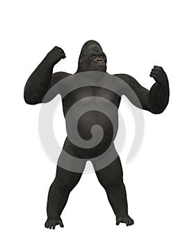 Gorilla chest thumping, monkey on white background