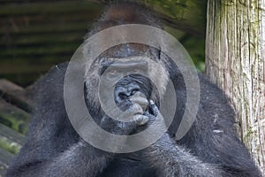 Gorilla chewing his nails