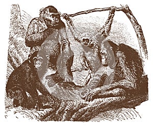 Gorilla, chimpanzee, silver gibbon and orang-utan sitting on a tree