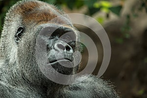 Gorilla close up portrait