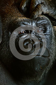 Gorilla closeup portrait with hand over forehead