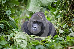 Gorilla in Congo dense jungle rainforest