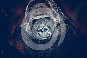 Gorilla dangerous look dark background