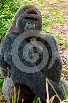 Gorilla - detailed view photo