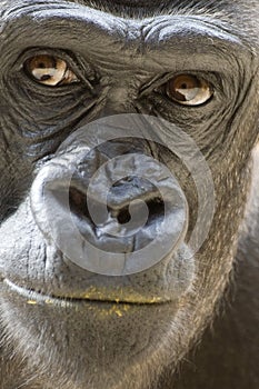 Gorilla with dirty lip