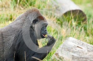 Gorilla eating