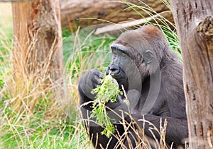 Gorilla eating